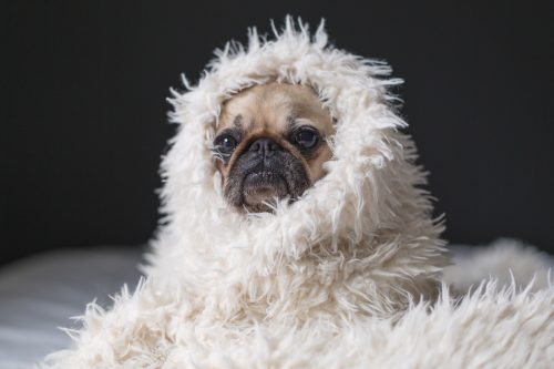 content pug wrapped in white furry blanket