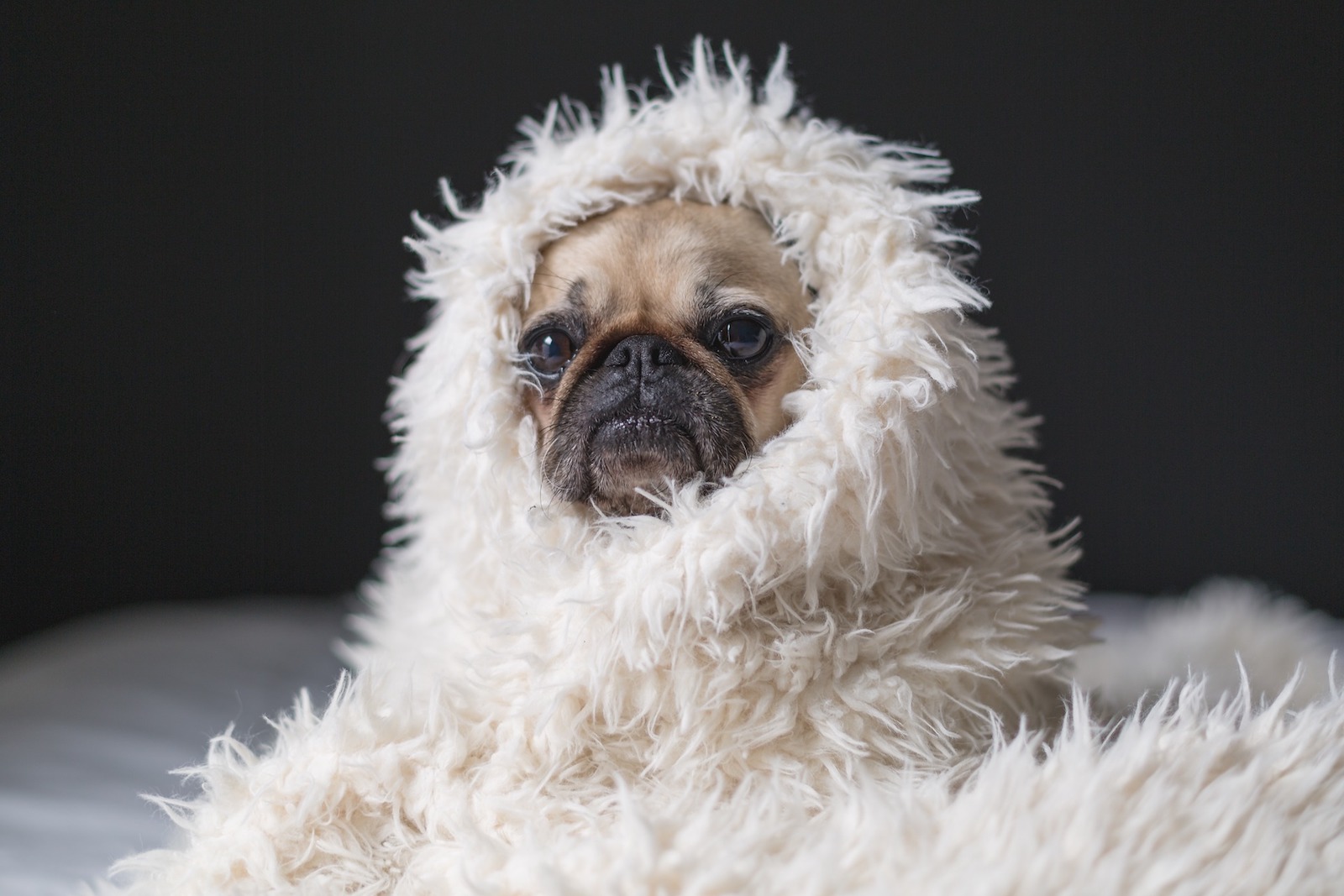 content-pug-wrapped-in-white-furry-blanket | Elbow Room